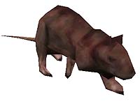big_rat.jpg