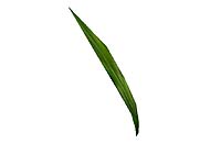 uplant2.jpg